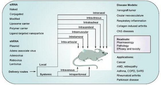 MicroRNA动物实验