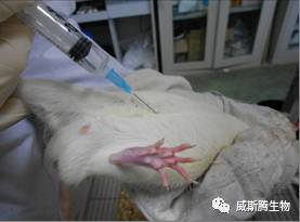 大鼠坐骨神经慢性压迫致痛模型