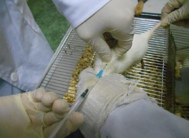 四氯化碳诱导性肝硬化模型