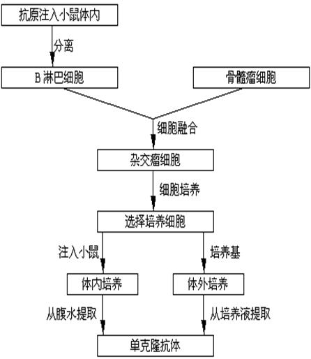 单克隆抗体制备流程图图片