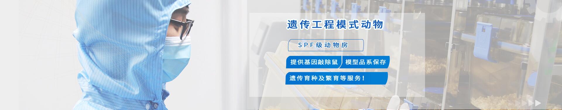 模式动物